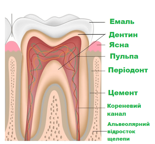 внутрішня будова зуба