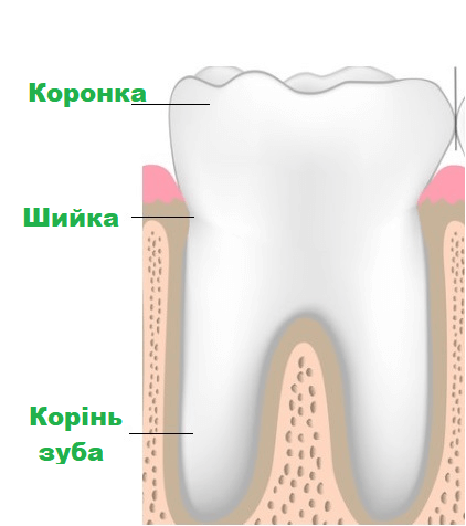 зовнішня будова зуба
